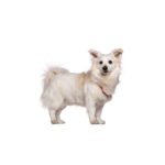 Petland Orlando East Malti-Pom